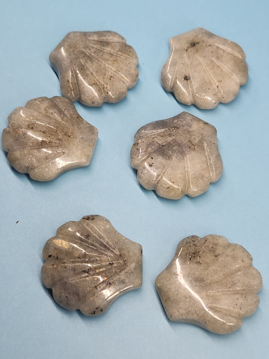 Scallop Shell Carving SEA-INT-SS5S5