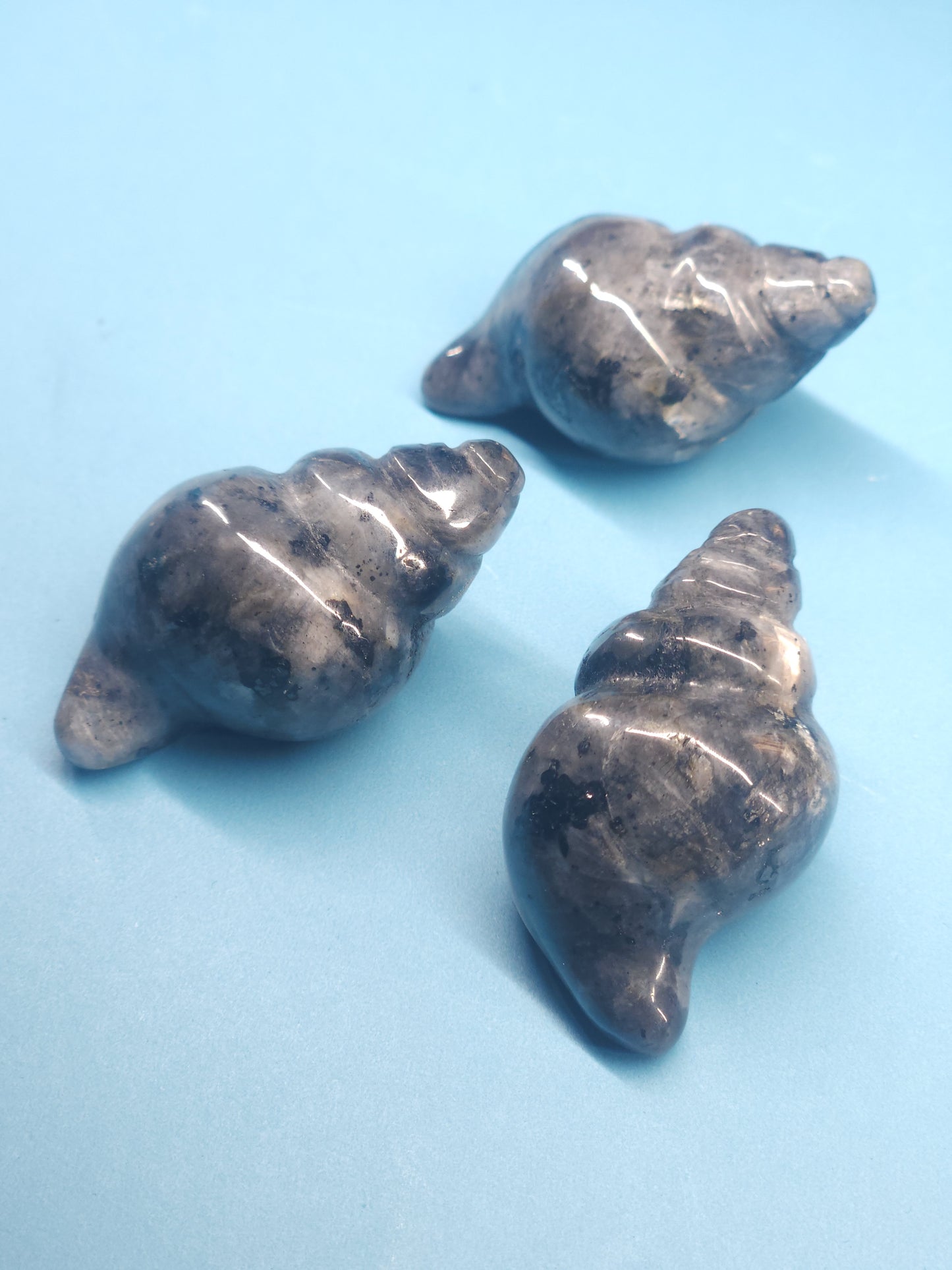 Seashell Carving