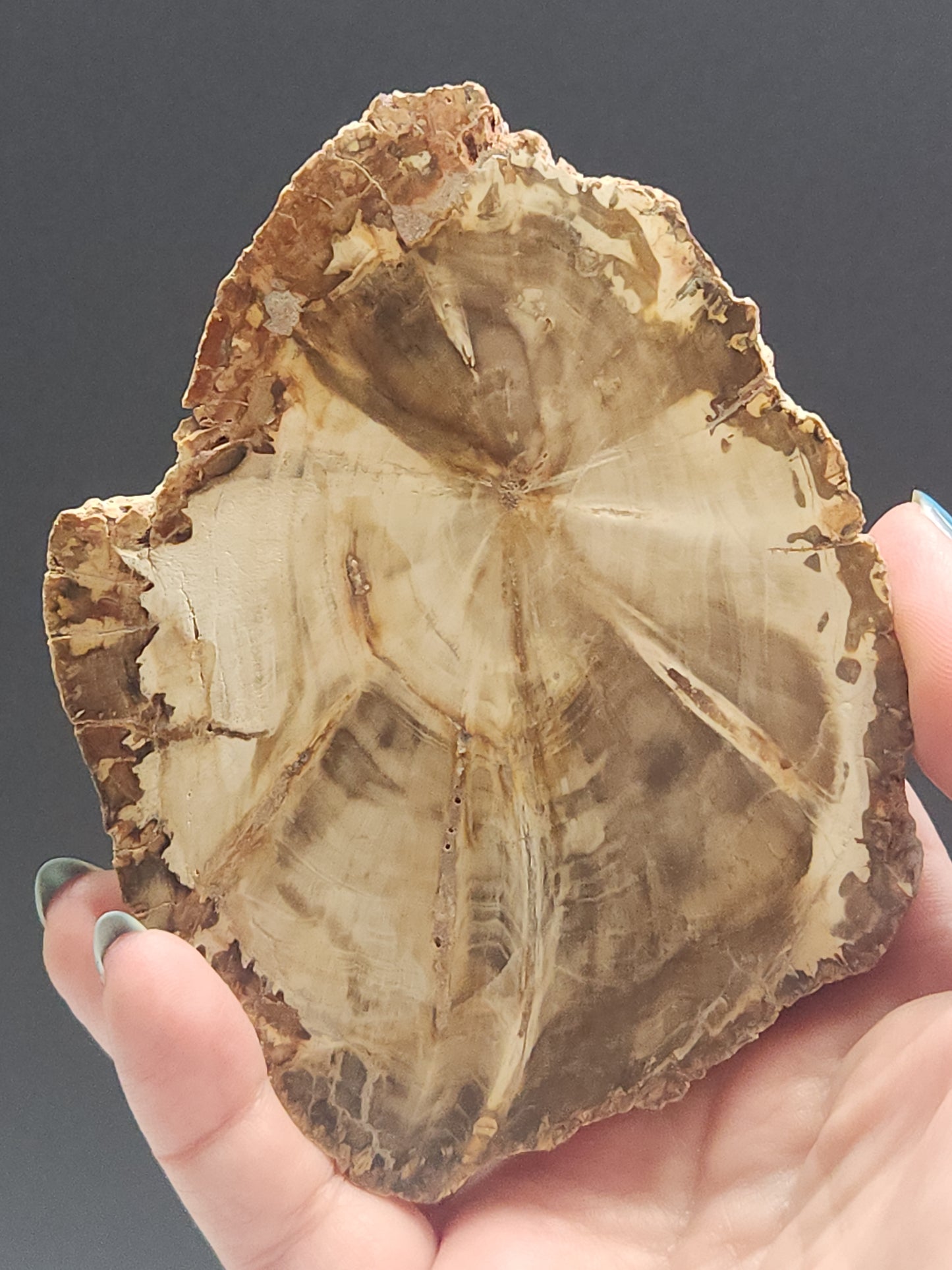 Petrified Wood Slab PWSB-INT4S-200-U5