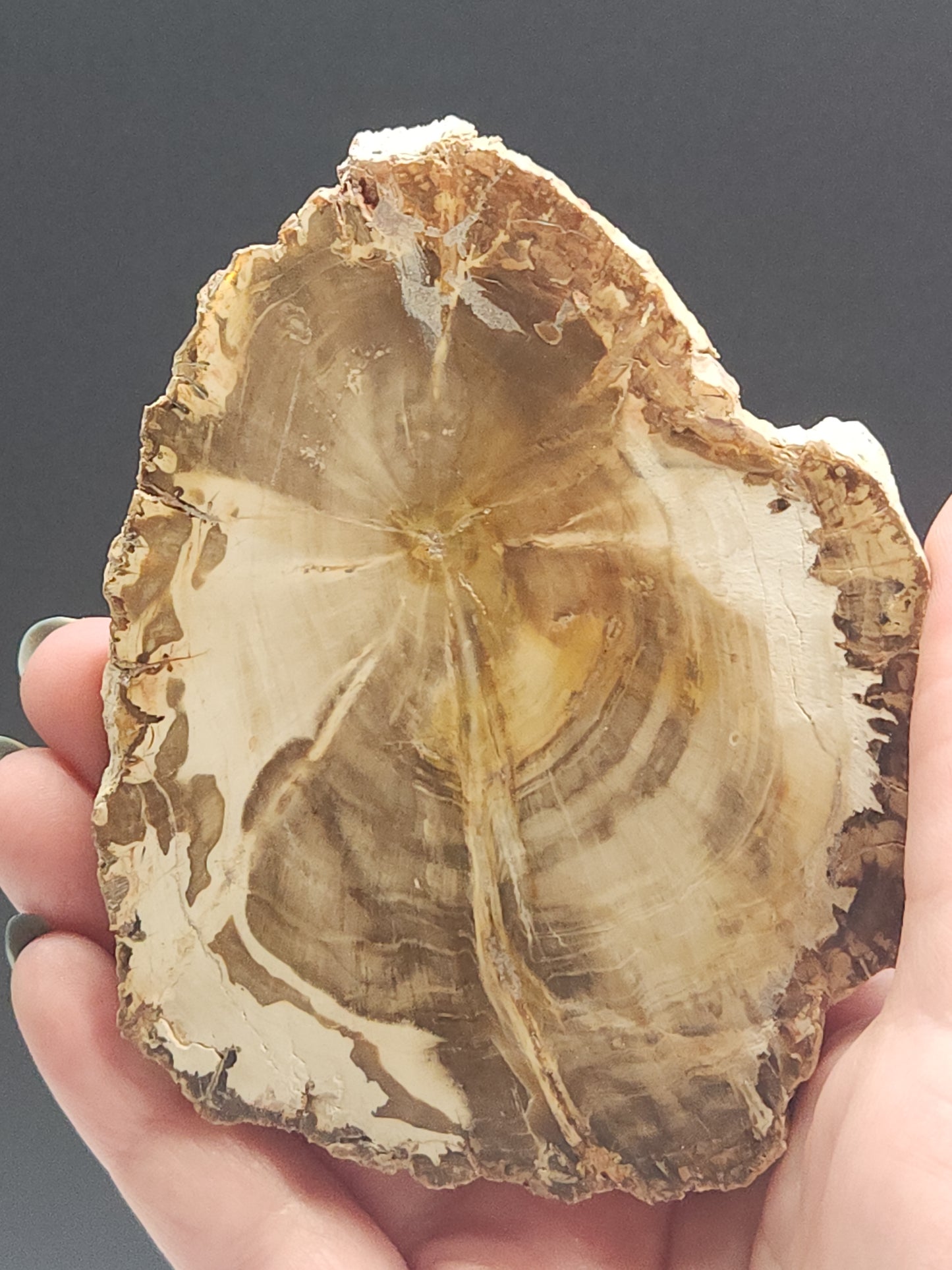 Petrified Wood Slab PWSB-INT4S-200-U5