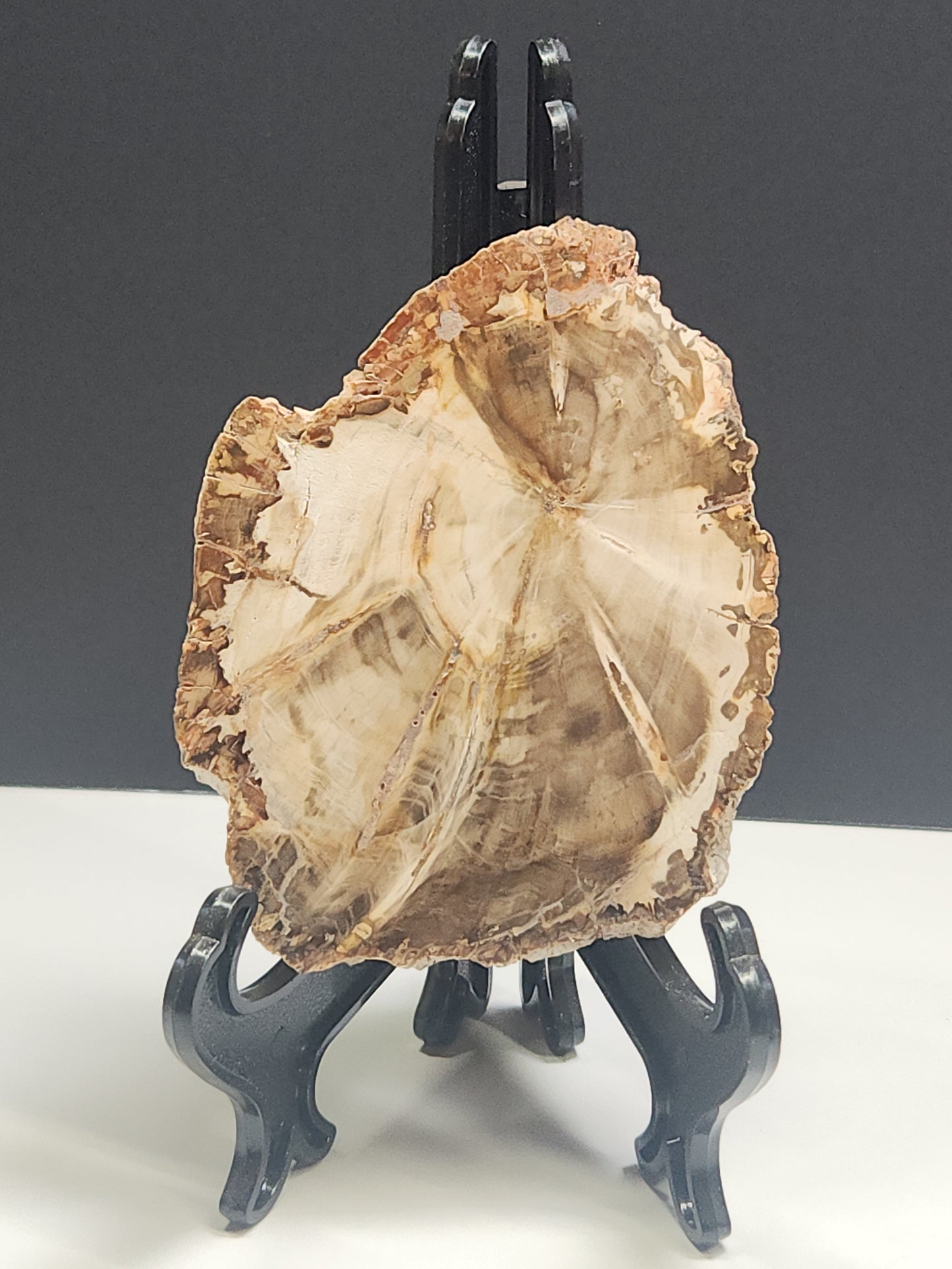 Petrified Wood Slab PWSB-INT4S-200-U5