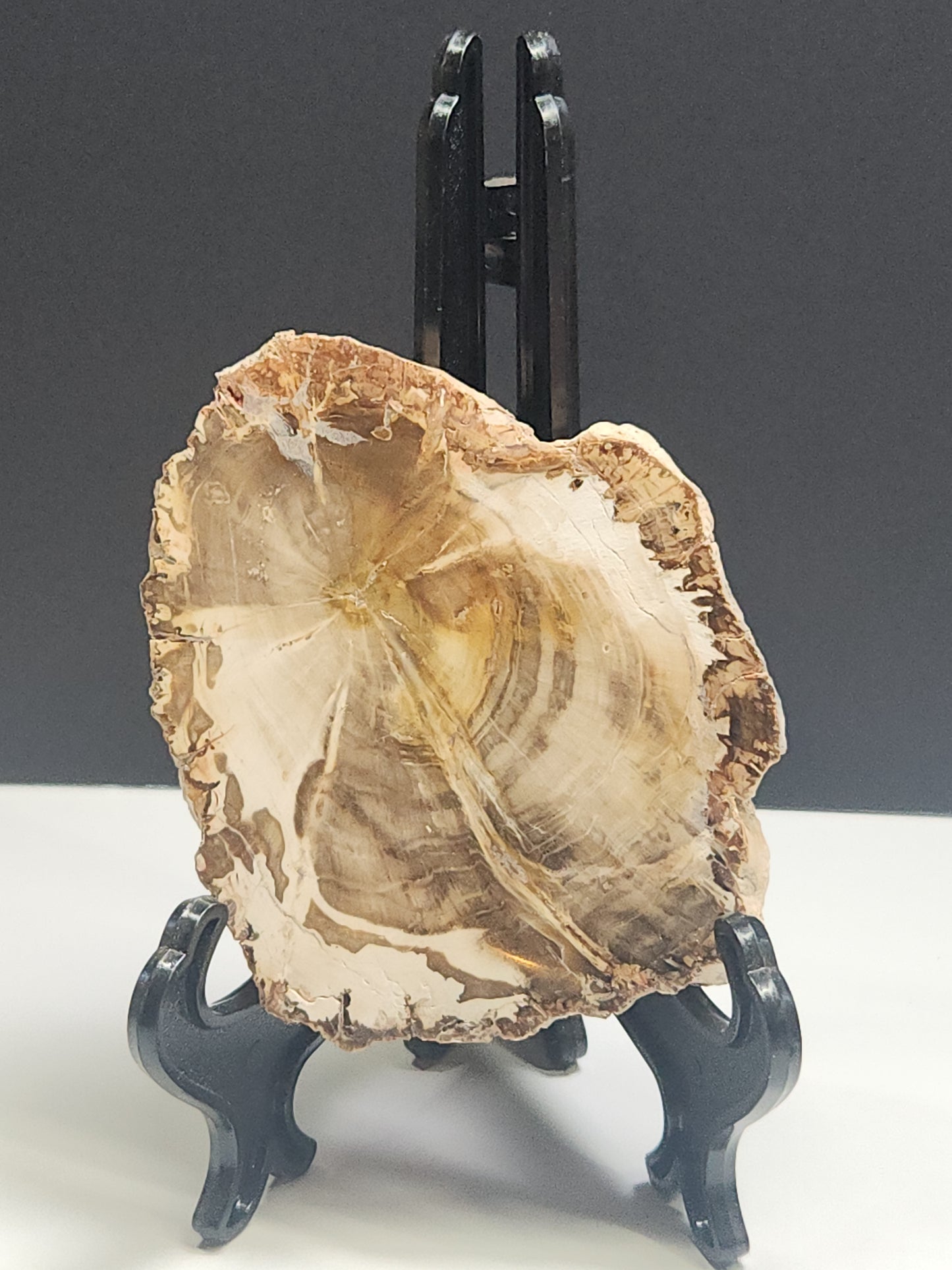 Petrified Wood Slab PWSB-INT4S-200-U5