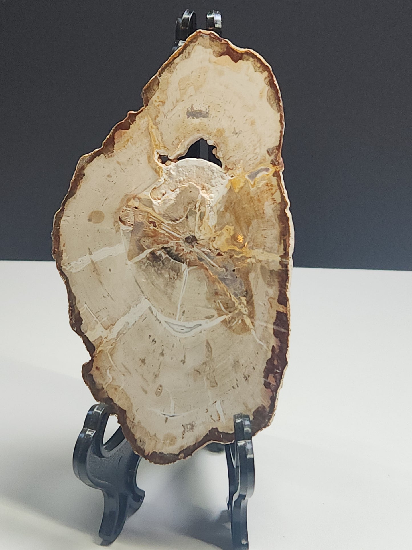 Petrified Wood Slab PWSB-INT5S-176-U5