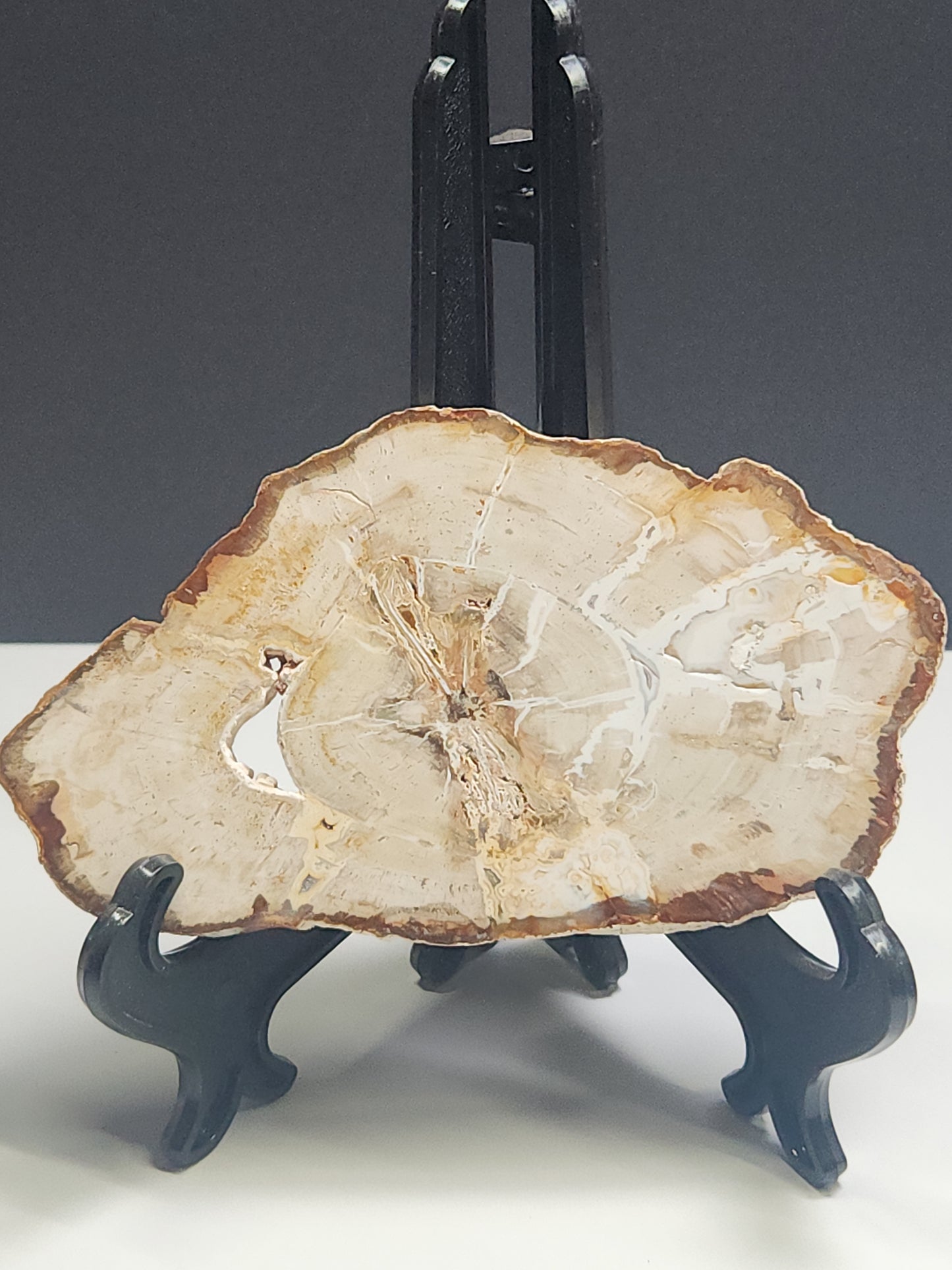 Petrified Wood Slab PWSB-INT5S-176-U5