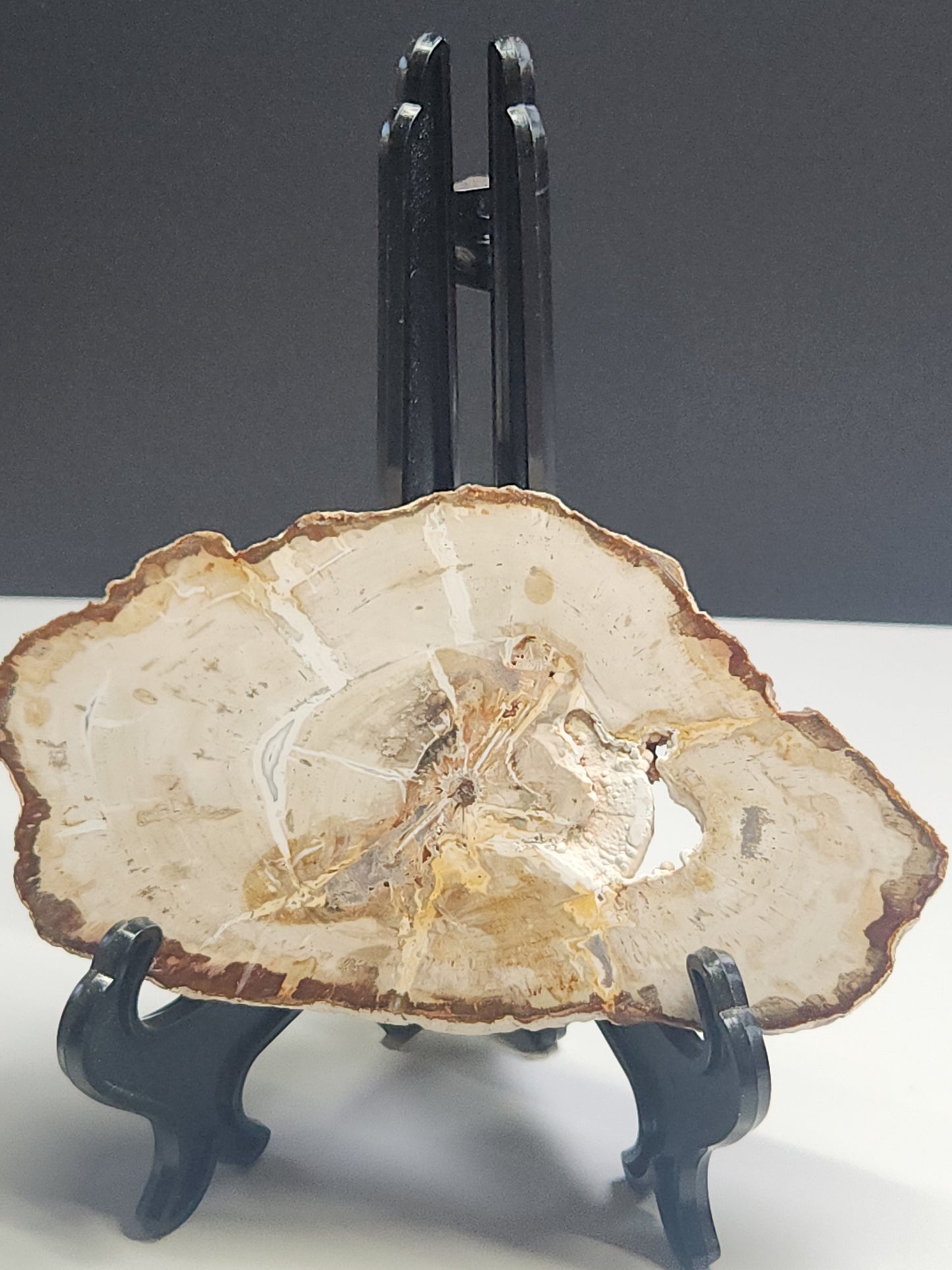 Petrified Wood Slab PWSB-INT5S-176-U5