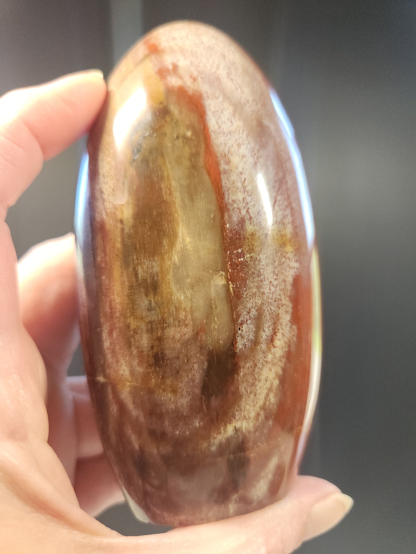 Petrified Wood Freeform 427g