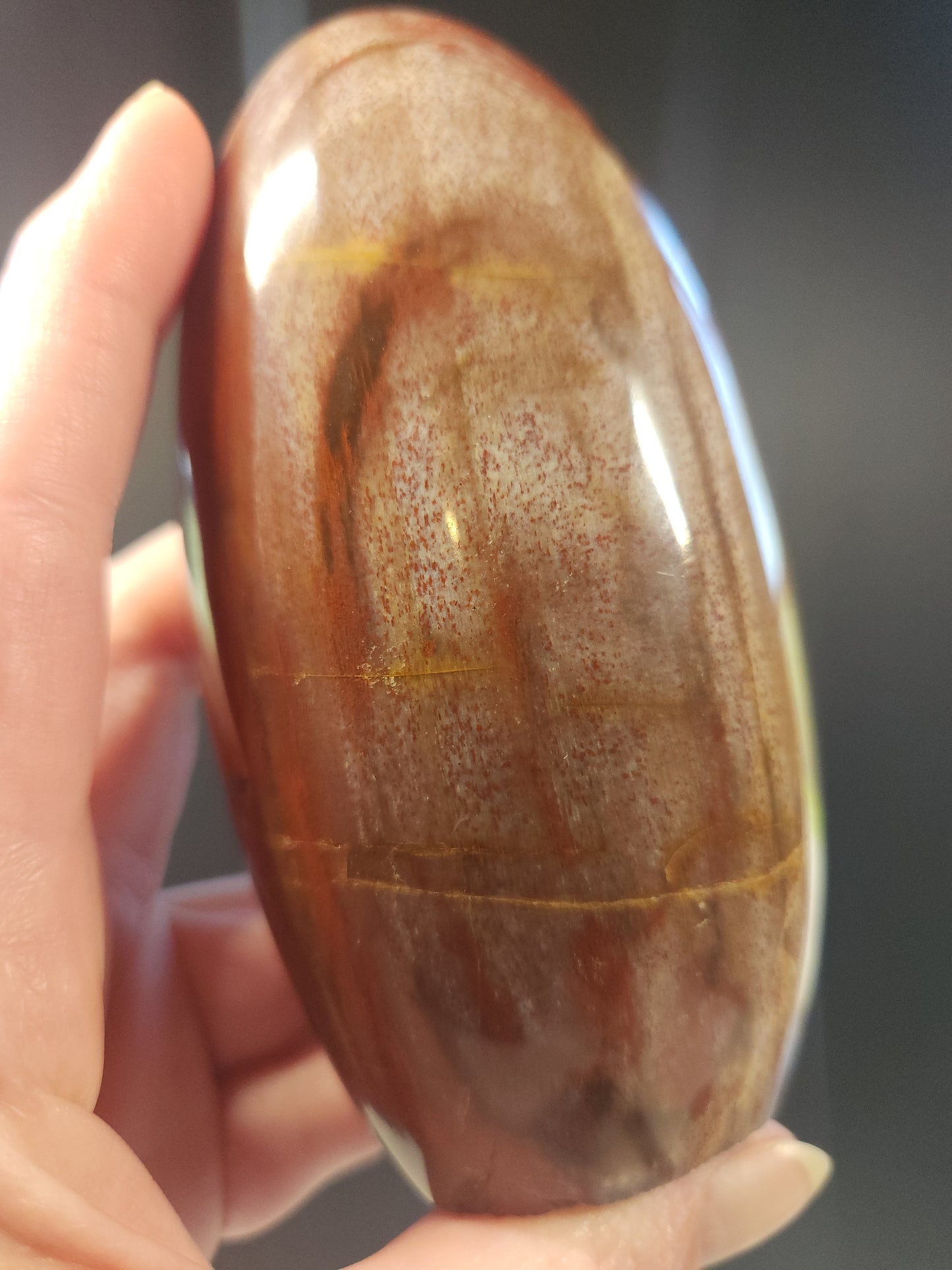 Petrified Wood Freeform 427g