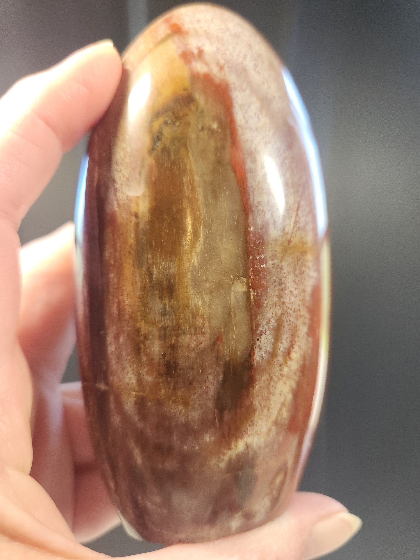 Petrified Wood Freeform 427g