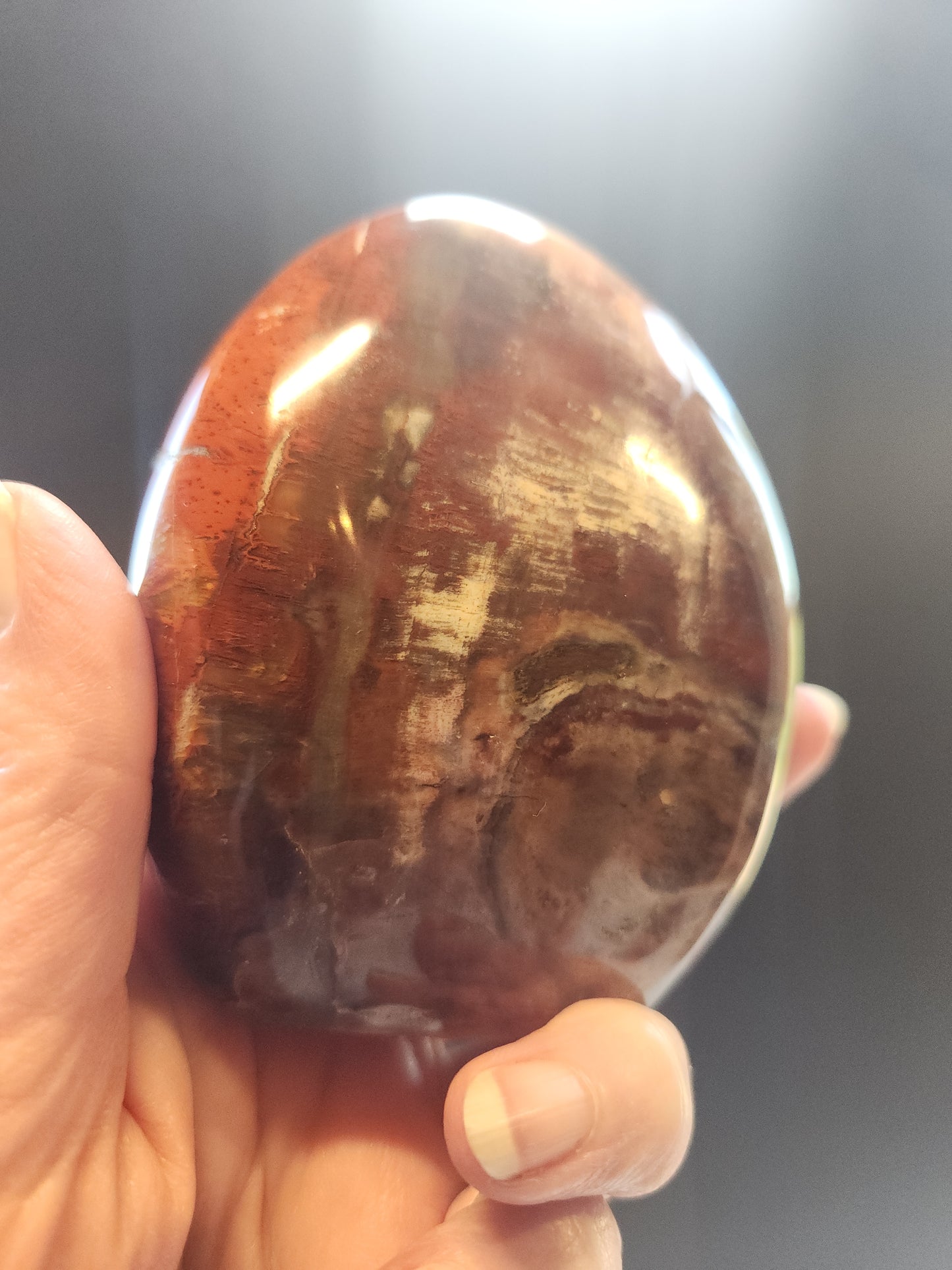 Petrified Wood Freeform 410g