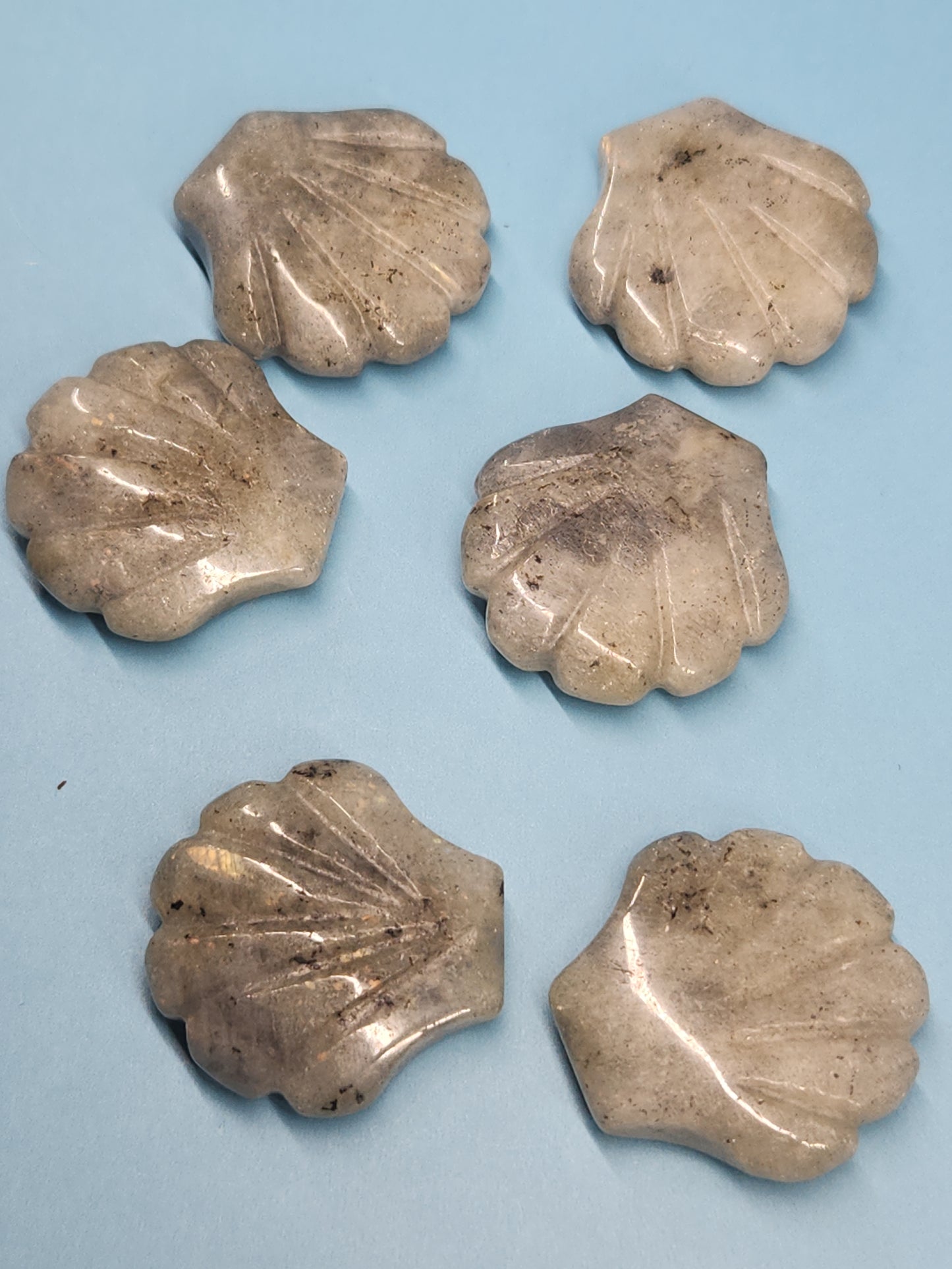 Scallop Shell Carving SEA-INT-SS5S5