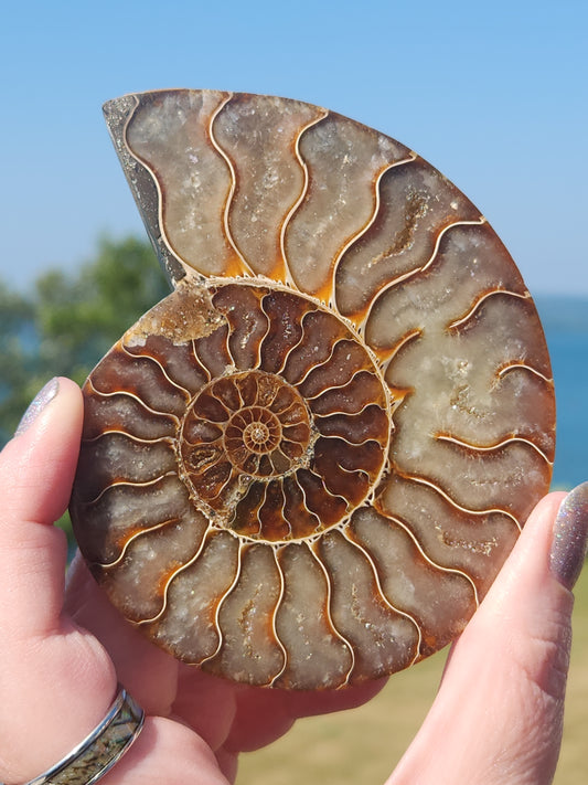 Ammonite Half 130g