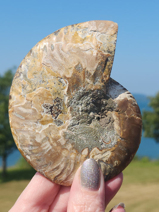 Ammonite Half 130g