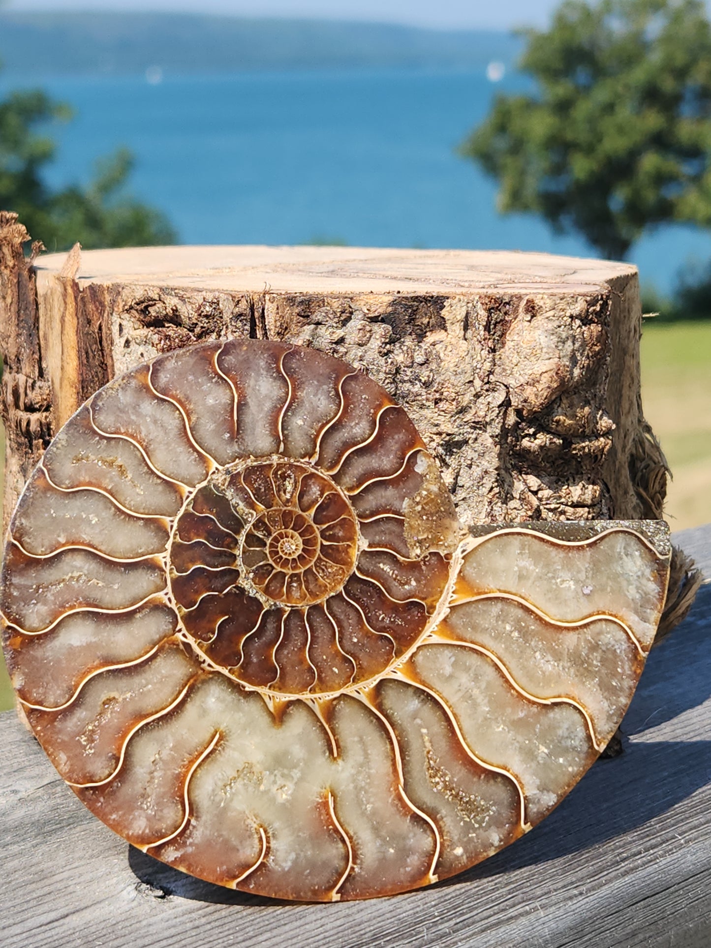 Ammonite Half 130g