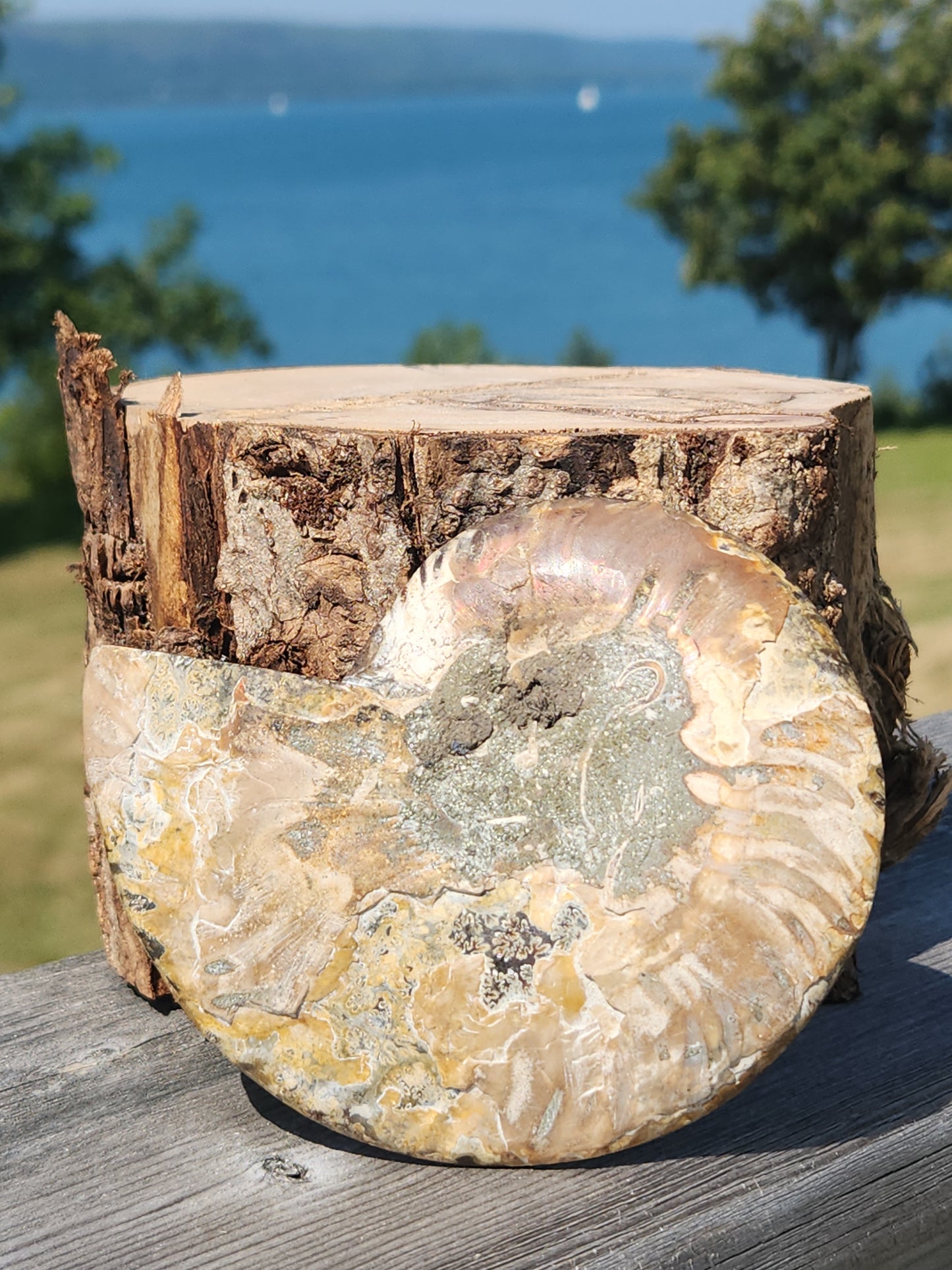 Ammonite Half 130g