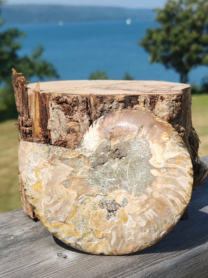Ammonite Half 130g