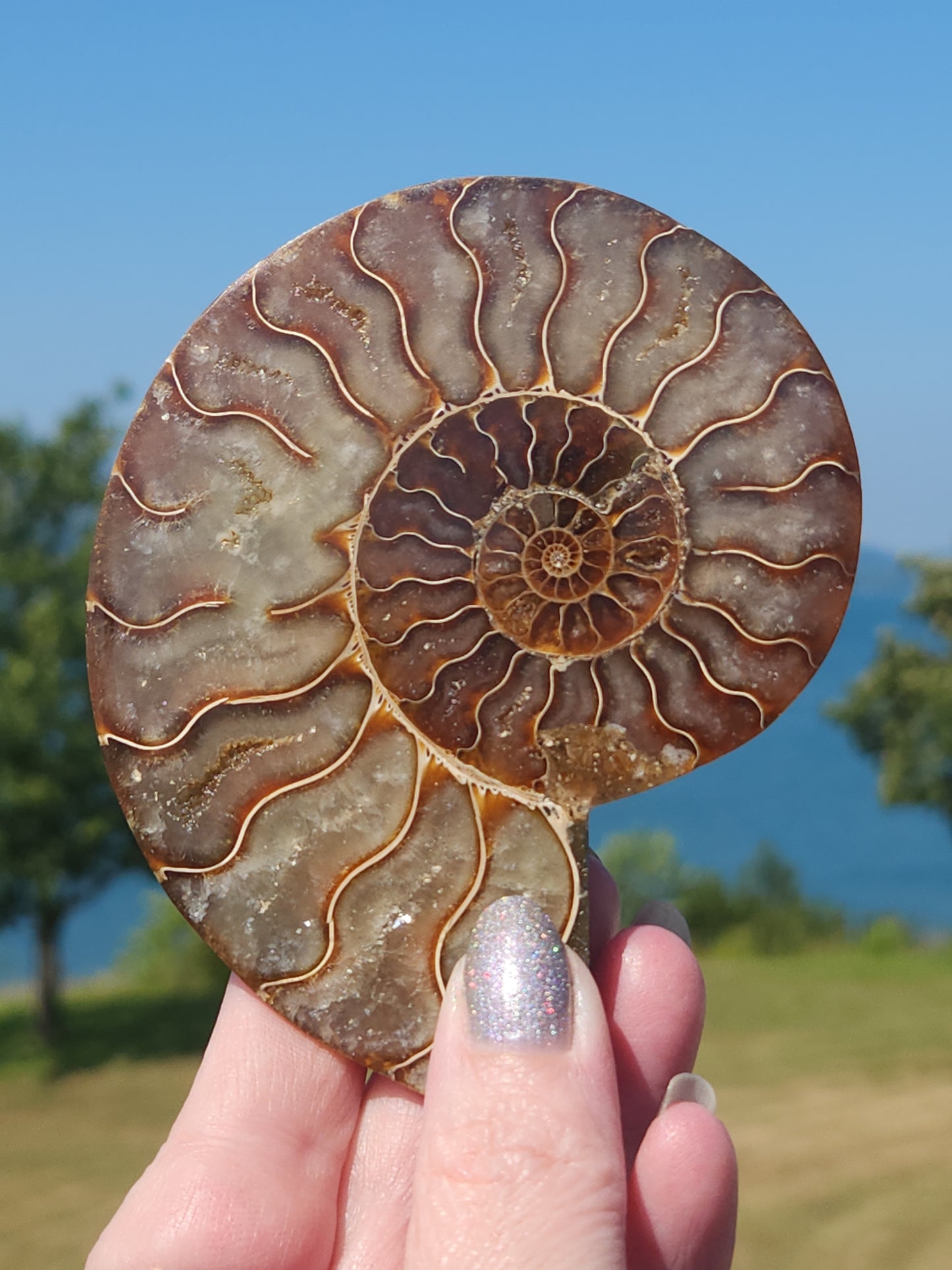 Ammonite Half 130g