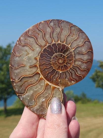 Ammonite Half 130g