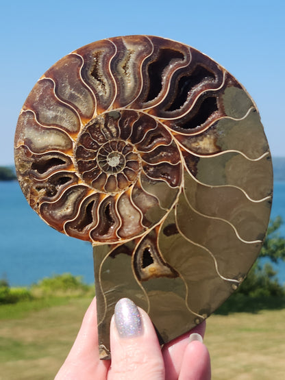 Ammonite Half 329g