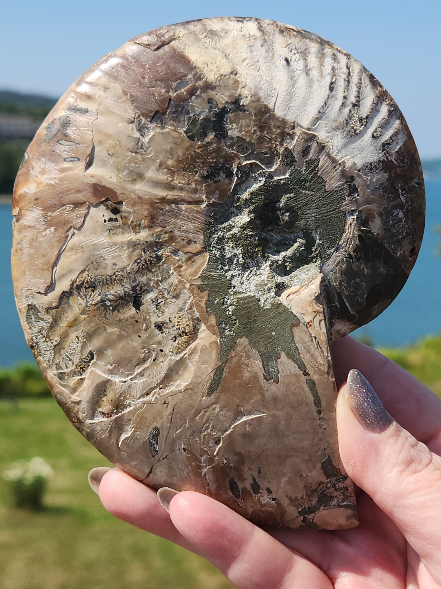 Ammonite Half 329g
