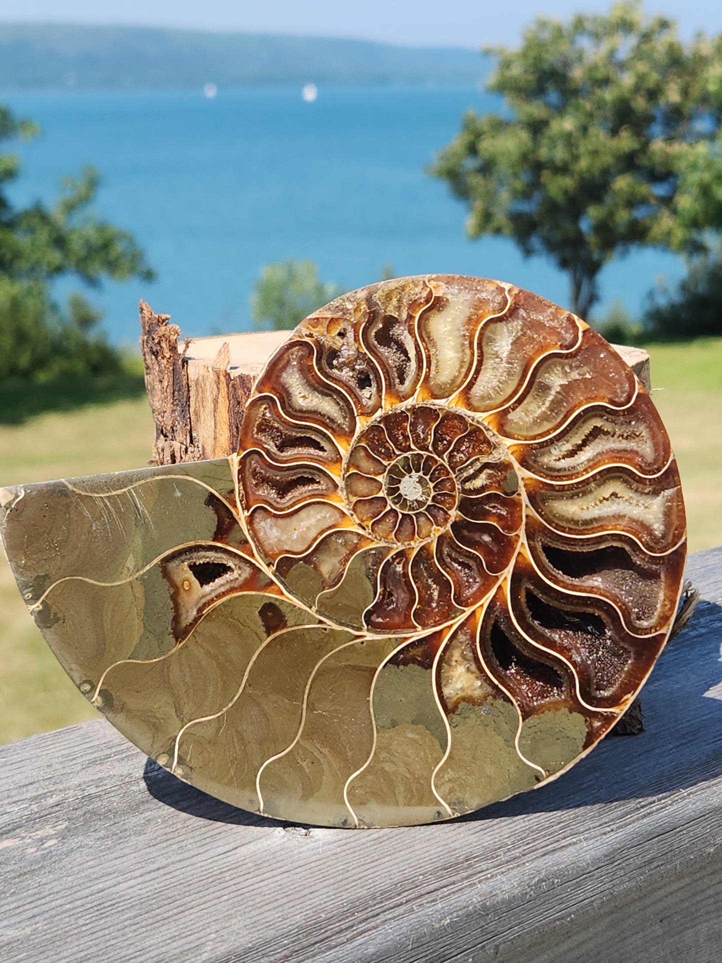 Ammonite Half 329g