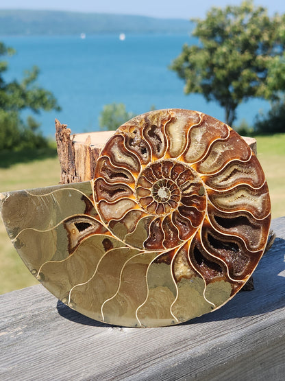 Ammonite Half 329g