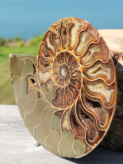 Ammonite Half 329g