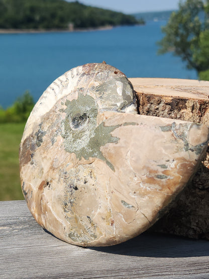 Ammonite Half 329g