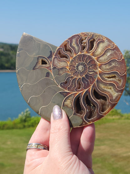 Ammonite Half 329g