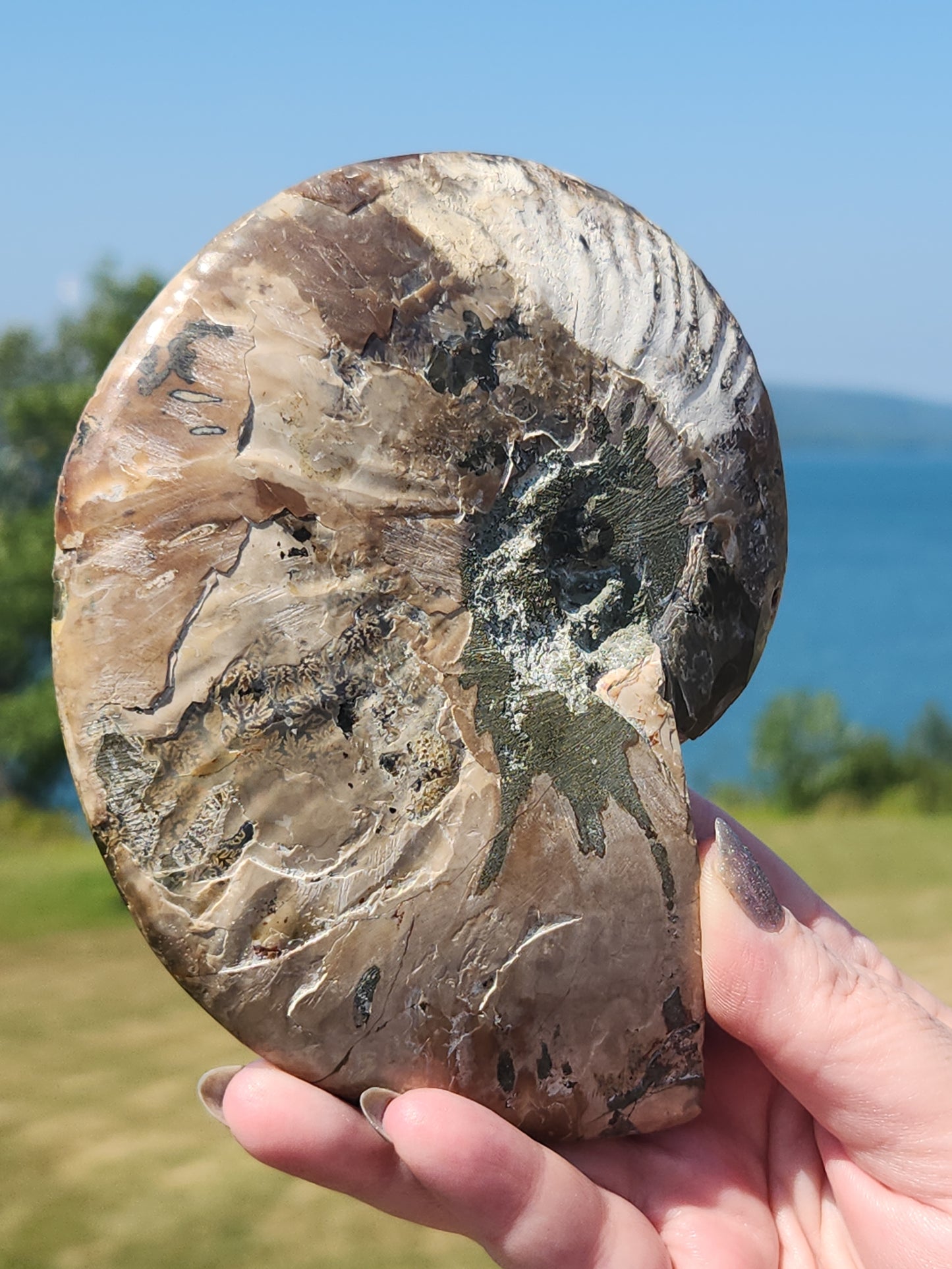 Ammonite Half 329g
