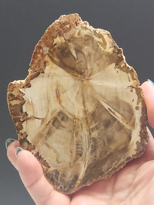 Petrified Wood Slab PWSB-INT4S-200-U5