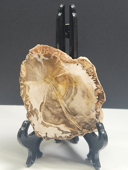 Petrified Wood Slab PWSB-INT4S-200-U5