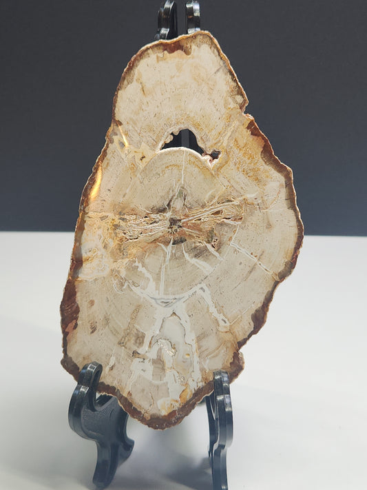 Petrified Wood Slab PWSB-INT5S-176-U5