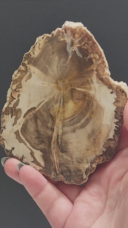 Petrified Wood Slab PWSB-INT4S-200-U5